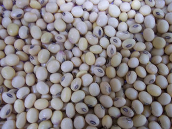 Fresh Natural Soybean Seed