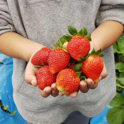 Organic Fresh Strawberry Fruit