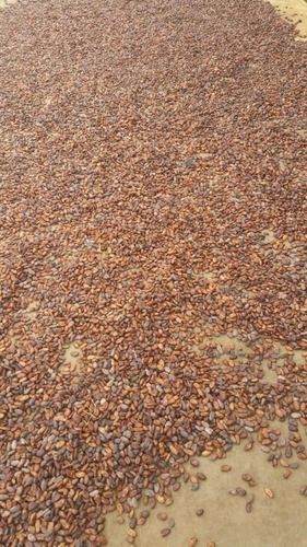 Sun Dried Cocoa Beans
