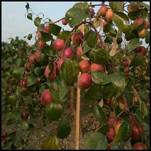 Red Sundari Apple Ber Plant