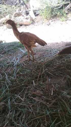 Various Colors Are Available Country Chicken