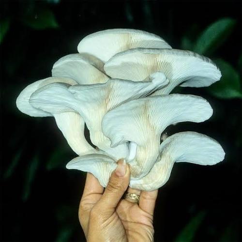 Fresh Dried Oyster Mushroom