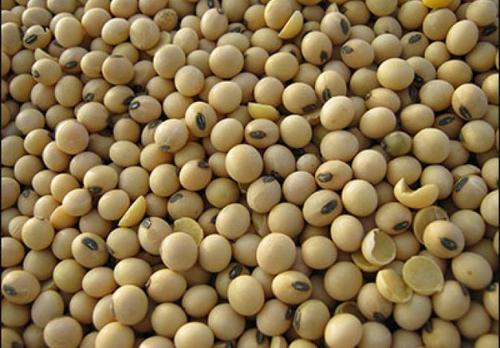 Long Shelf Life Soybean Seeds