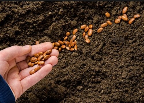 Organic Seed For Agriculture