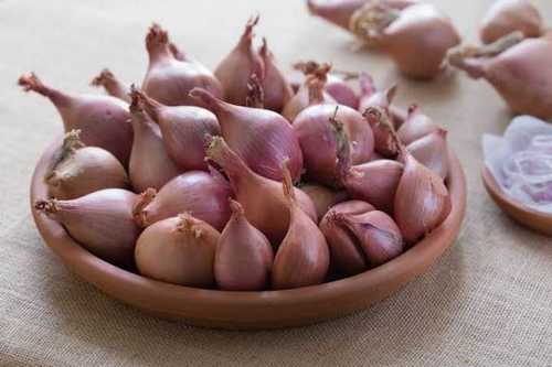 Export Quality Shallot Onion