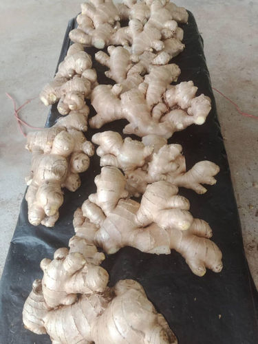 Non Uniform Pure Fresh Thai Ginger