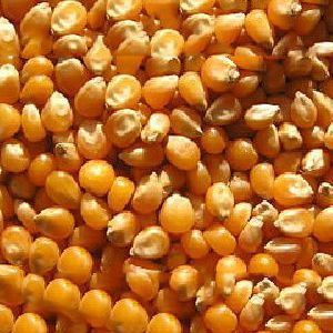 Common Pure Fresh Yellow Corn