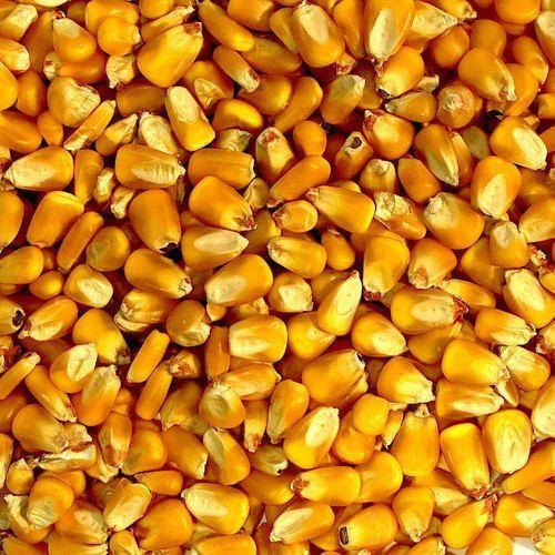 Yellow Color Popcorn Seeds