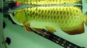 All Arowana Fishes