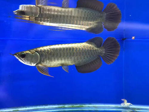 Asian Arowana Aquarium Fish By Qiantfish Trading Ltd. 