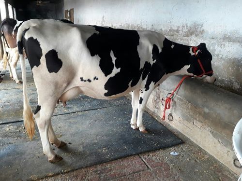 High Breed Hf Cow