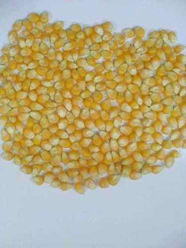 Normal Yellow Popcorn Maize