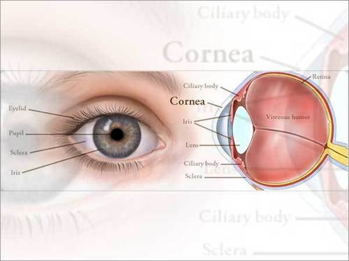 Eye Diseases Treatment Service By Amrita Homeopathy