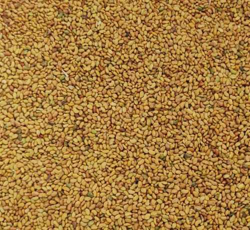 Common Dried Cleaned Kutchi Rajka Seed