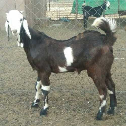 Male Gujari Goat 