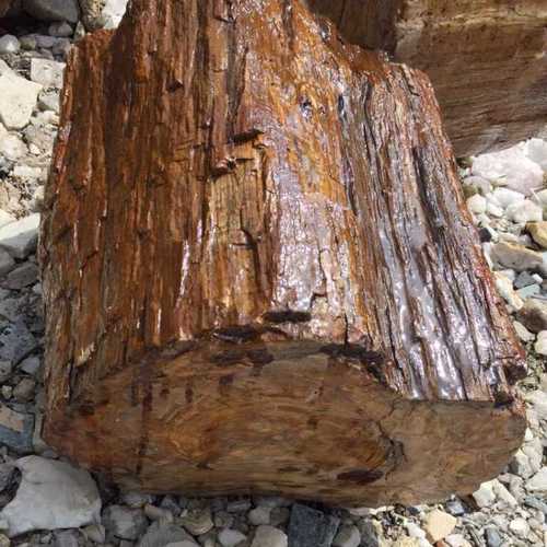 Petrified Wood Stone Size: Various Sizes Are Available