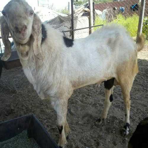 Sojat Male Goat