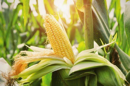Yellow Color Hybrid Maize
