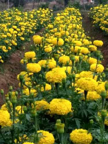 Yellow Marigold Plants Size: Various Sizes Are Available