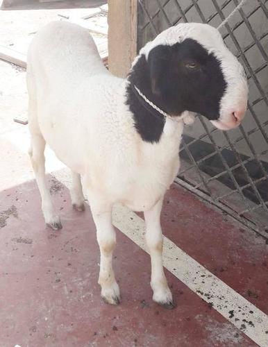 Black And White Alive Sheep Goats at Best Price in Rotterdam | Carsberg