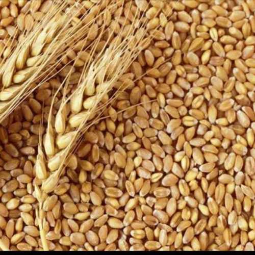 Dried Cleaned Wheat Grain