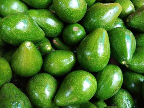 Fresh Pure Avocado Fruit