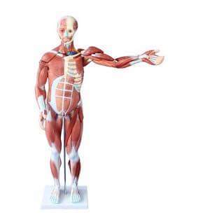 Human Muscular System