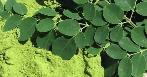 Moringa Leaf Extract Powder Ingredients: Herbs