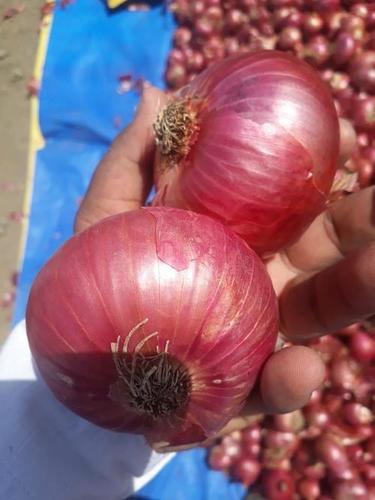 Round Natural Red Color Onion