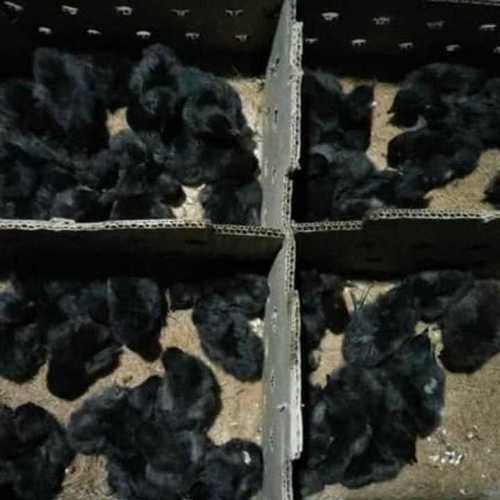 Pure Black Kadaknath Chicks