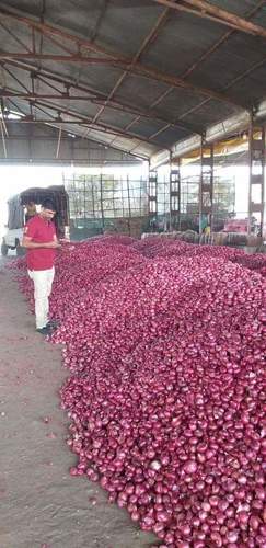 Fresh Onion - Whole Pink/Red Variety, Round Shape, 3 Days Shelf Life | Top Quality with Client Satisfaction Focus