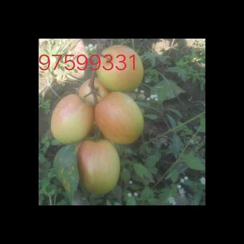 Common Fresh Red Apple Ber