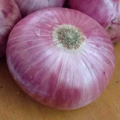 Round Red Color Fresh Onion