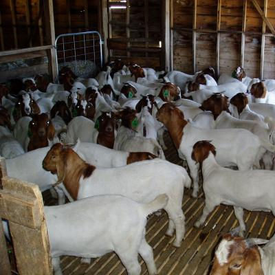 White Healthy Live Boer Goat