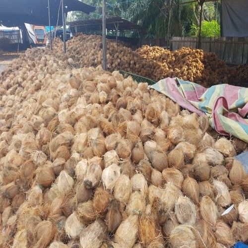 Natural Fresh Mature Coconut
