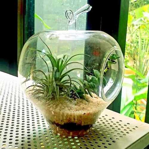 Clear Terrarium Glass Bowl