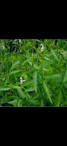 Green Kalmegh Leaf Powder Ingredients: Herbs