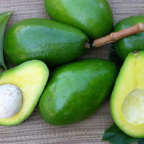 Green Highly Nutritious Fresh Avocado