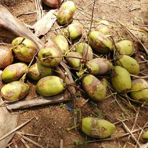 Indian Origin Organic Coconut