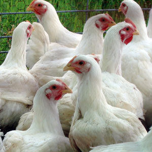 Manual Breeding Layer Poultry Feed