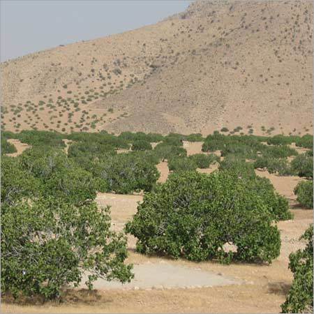 Fig Dry Fruit