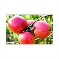 Indian Red Apples