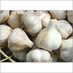 Garlic Bulbs