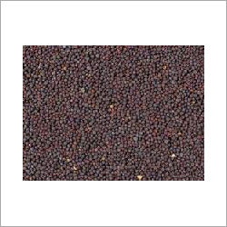 Mustard Oil Seeds