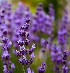 Lavender Essential Oil