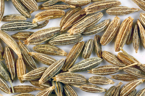 Cumin Seeds Exporters india