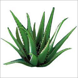 Herbal Aloe Vera Plants