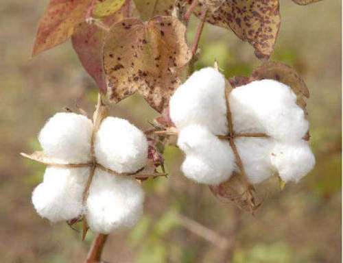 Indian Raw Cotton