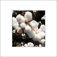 Natural Raw Cotton