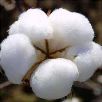 Raw Cotton